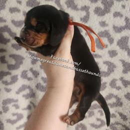 Orange collar - Black tan and white male Basset Hound puppy in Alton, Illinois from Show Me Great Danes and Basset Hounds