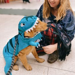 Golden Retriever Puppies from DeClercks Goldens