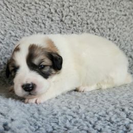 Molly - Pink collar - White and badger female Great Pyrenees puppy in Monmouth, Maine from Flewelling Great Pyrenees