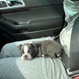 Boston Terrier All Grown Up from Smith Sister Kennels