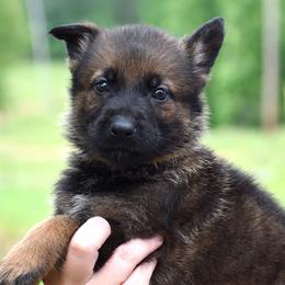 Yellow Collar Girl - Sable female German Shepherd puppy in Oxford, Arkansas from Atlas Shepherds
