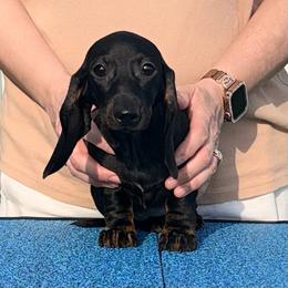 Batty - Black and tan female Dachshund puppy in Toledo, Ohio from Baldox Dachshunds