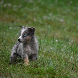 Limosin - Blue merle Australian Shepherd puppy in Fairmont, West Virginia from Country Roads Australian Shepherds