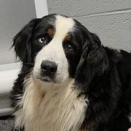 Maybell - Bernese Mountain Dog