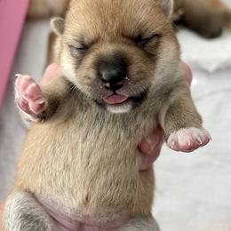 Girl 2 - Red female Shiba Inu puppy in Milton, Florida from Moonlight Shibas