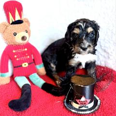 Fritz - male Golden Mountain Doodle puppy in Victoria, Texas from Deidre's Doodles