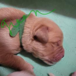 Boy 2 - Golden male Golden Retriever puppy in Brush Prairie, Washington from Paradise Peaks