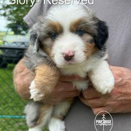 Girl 4 Glory - Blue merle female Miniature Australian Shepherd puppy in Bristow, Iowa from Pine Ridge Toy and Mini Aussies