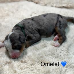 Omelet - Blue merle male Bernedoodle puppy in El Campo, Texas from Little Fur Friends Bernedoodles