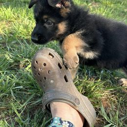 German Shepherd Puppies from Austin’s German Shepherd’s