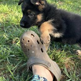 German Shepherd Puppies from Austin’s German Shepherd’s