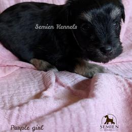 Girl 3 - female Miniature Schnauzer puppy in Houston, Texas from Semien Family Kennels