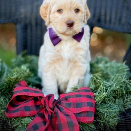 Lucky Country Pickles - Caramel ice male Australian Labradoodle puppy in Wake Forest, North Carolina from Lucky Country Labradoodles