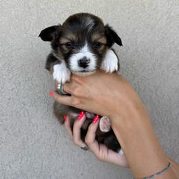 ET - Sable male Pembroke Welsh Corgi puppy in Benjamin, Utah from Nuna’s  Corgis