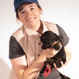 Bernedoodle Puppies from Bernedoodles & Doodles of the Ozarks