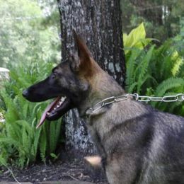 Baja - German Shepherd