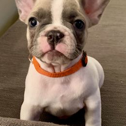 French Bulldog Puppies from EMF