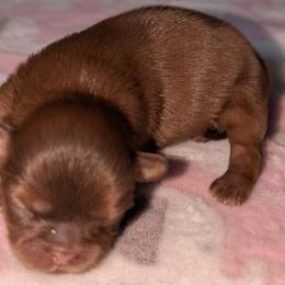 Nora - Liver female Shih Tzu puppy in Port Huron, Michigan from Shih Tzu Cottage