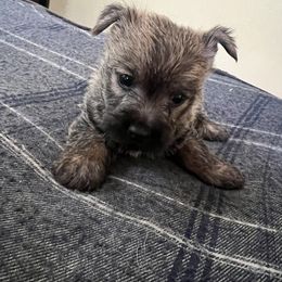 Cairn Terrier Puppies from Shining Waters Farm