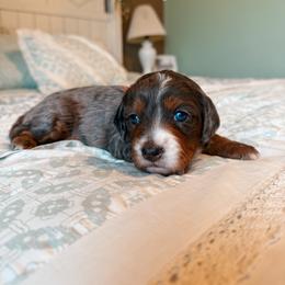 Vail - Blue merle female Bernedoodle puppy in Weston, Idaho from Berne n Doodles