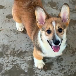 Girl 8 - Sable female Pembroke Welsh Corgi puppy in Surprise, Arizona from Ruff and Rowdy Corgis