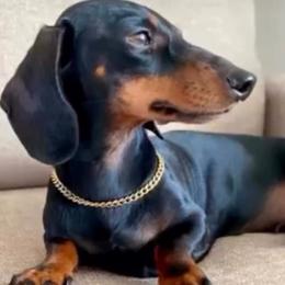 Cece - Dachshund