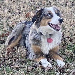 Catahoula Leopard Dogs and Miniature Australian Shepherds from Lava Run Kennels
