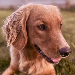 Annie - Companion Cross