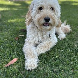 Goldendoodle Puppies from Old Lake Doodles