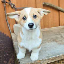 Miss Hannah - Red female Pembroke Welsh Corgi puppy in Fortine, Montana from North Star Pembroke Welsh Corgi's