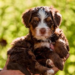 Fir - Tri-color male Bernedoodle puppy in Cortez, Colorado from Sassy Pants Pups