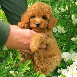 Ace- Apricot Small Mini Poodle - Red  male Poodle puppy in Falcon, Missouri from Cedar House Heritage Poodles | AKC Toy & Miniature Poodle Puppies Raised in Home
