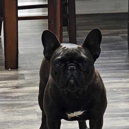 Companion Crosses, French Bulldogs, and Pugs from French bulldog Pugs of TN