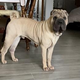 Justin - Chinese Shar-Pei