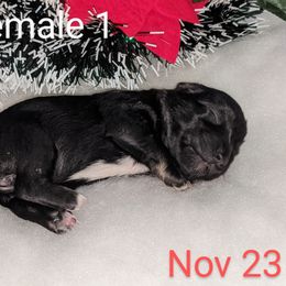 Miniature Schnauzer Puppies from Pawesome Pups