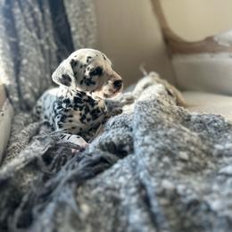 Female 2 - White and black female Dalmatian puppy in Fayette, Missouri from Lazy B Bassets and Dalmatians