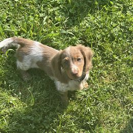 Duchess Rose - Dachshund