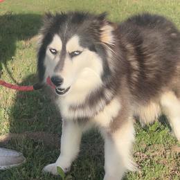 Holley - Pomsky