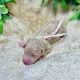 Shrimp - Apricot female Goldendoodle puppy in Haltom City, Texas from Ohana Doodles