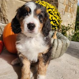 Pearl (Light Pink) - Merle female Bernedoodle puppy in Austin, Texas from Aloha Bernedoodles of Austin