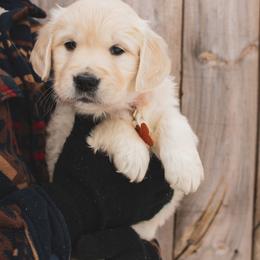 Sugar - Light golden female Golden Retriever puppy in Mason, Michigan from Sweet Breeze Acres