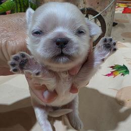 Puppy 3 white female - White female Shih Tzu puppy in Lone Oak, Texas from PDF Kennels