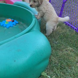 Golden Retriever Puppies from Lake Champlain Goldens