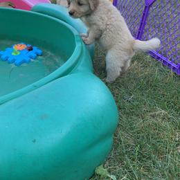 Golden Retriever Puppies from Lake Champlain Goldens