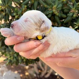 Kathani - Parti female Goldendoodle puppy in Barstow, California from Golden Desert Doodles