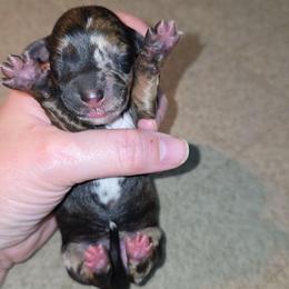 Red brindle dapple girl - Dapple female Dachshund puppy in West Plains, Missouri from Spring Creek Dachshunds
