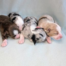 Miniature American Shepherd and Miniature Australian Shepherd Puppies from Trailside Mini Aussies