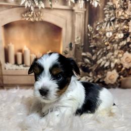 Boy 3   3300 - Black tan and white male Biewer Terrier puppy in Nicholls, Georgia from Southeast Biewers
