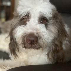 Lulu - Saint Berdoodle