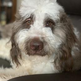 Lulu - Saint Berdoodle